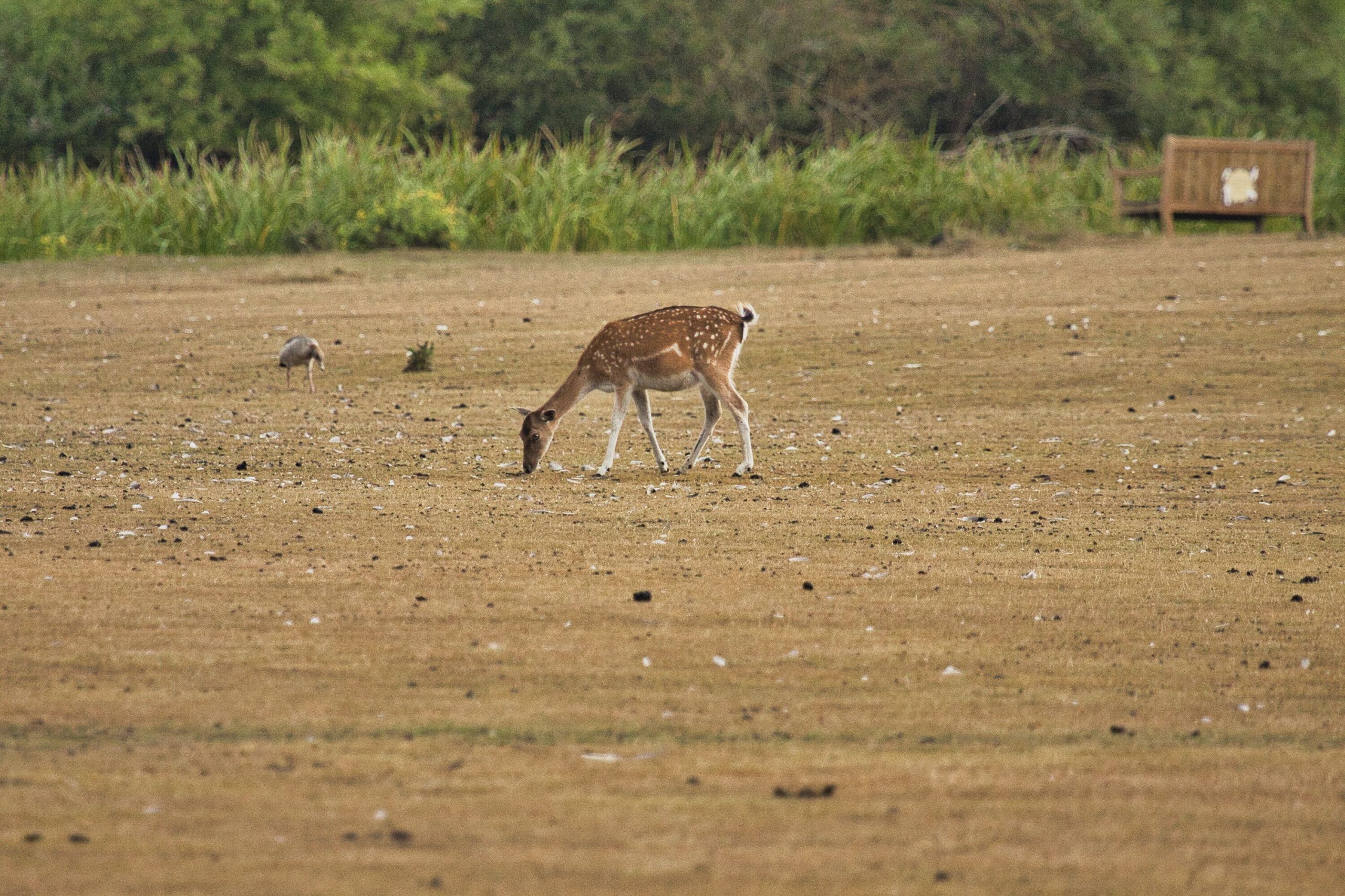 Pedal Norfolk Untamed - TPR EVENTS